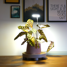 Load image into Gallery viewer, Grow Ring