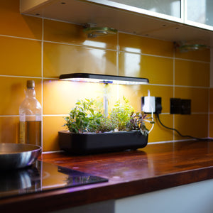 Herb - Hydroponic Herb Garden